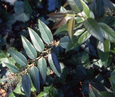 Leaves of Drooping Leucothoe